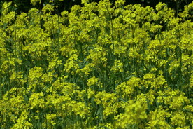 油菜花 