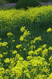 油菜花  