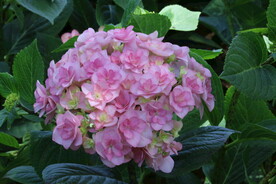 绣球花