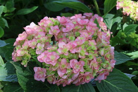 绣球花