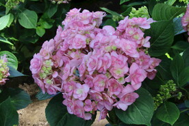 绣球花