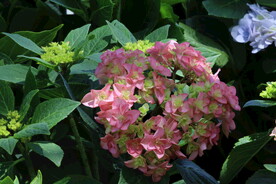 绣球花 