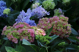 绣球花  
