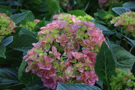 绣球花 