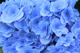 绣球花
