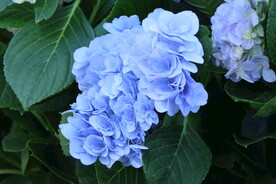 绣球花 