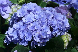 绣球花 