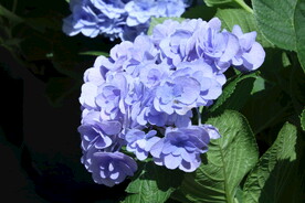 绣球花