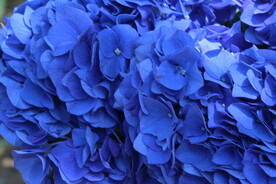 绣球花 