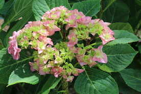 绣球花  