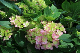 绣球花 