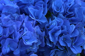 绣球花