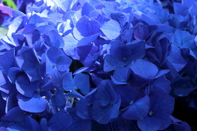 绣球花 