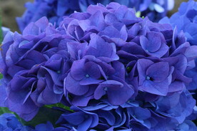 绣球花 