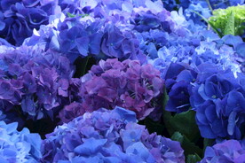 绣球花 