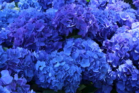 绣球花 