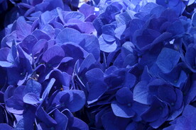 绣球花 
