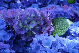 绣球花