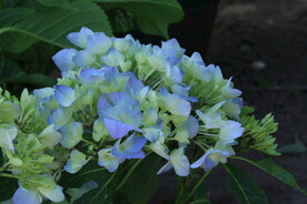 绣球花 