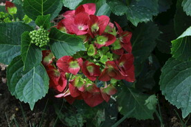 绣球花