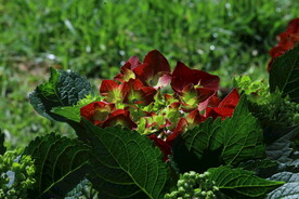 绣球花