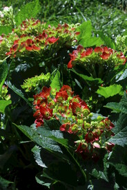 绣球花