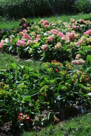 绣球花 