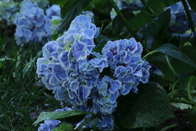 绣球花
