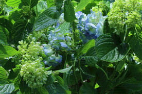 绣球花