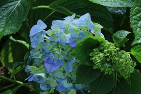 绣球花 
