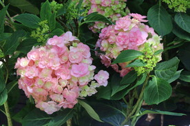 绣球花  