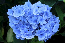 绣球花  