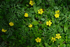 绿地草花 