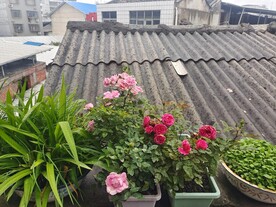 绿植月季