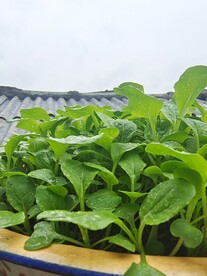 菜苗