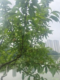 桃树