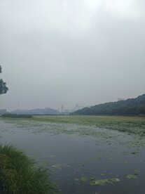 月湖一角