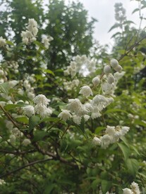溲疏花