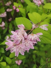 溲疏粉色花