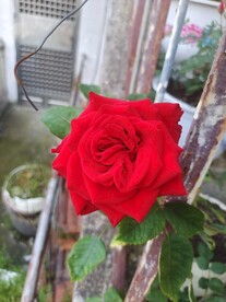 红花