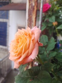 一朵花
