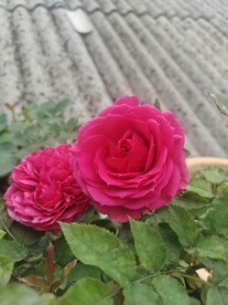 红花