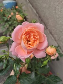 变色月季
