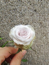 白色月季花