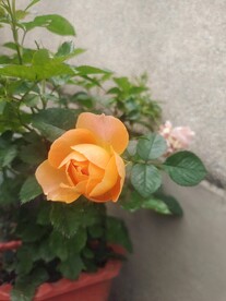 月季