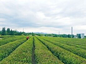 茶园风光