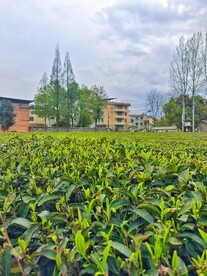 茶树