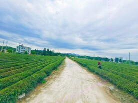 茶山