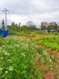 白色菜苔花