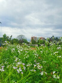 菜苔花